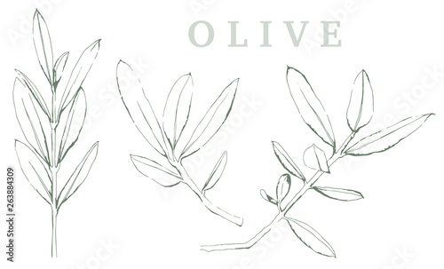 Olivenzweig Illustration auf weißem Hintergrund