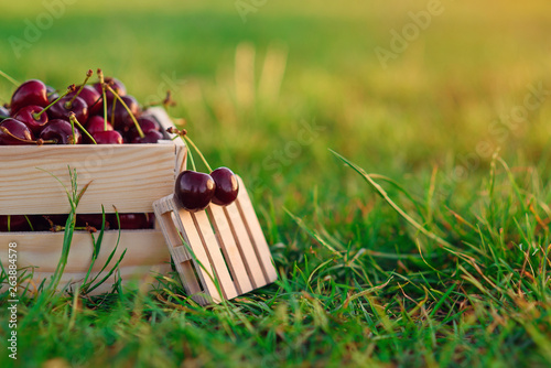 Two fresh ripe chrries on small wooden pallet on foreground and wooden box with a lot of cherries on green grass at sunset. photo