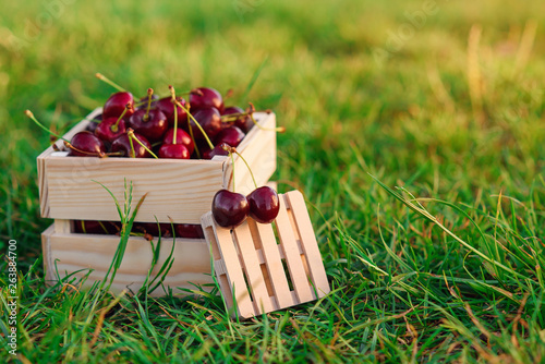 Two fresh ripe chrries on small wooden pallet on foreground and wooden box with a lot of cherries on green grass at sunset. photo