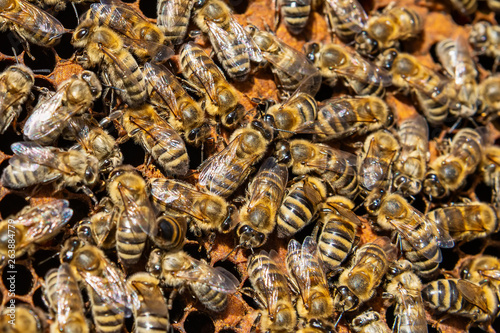 A bunch of bees on a honeycomb 