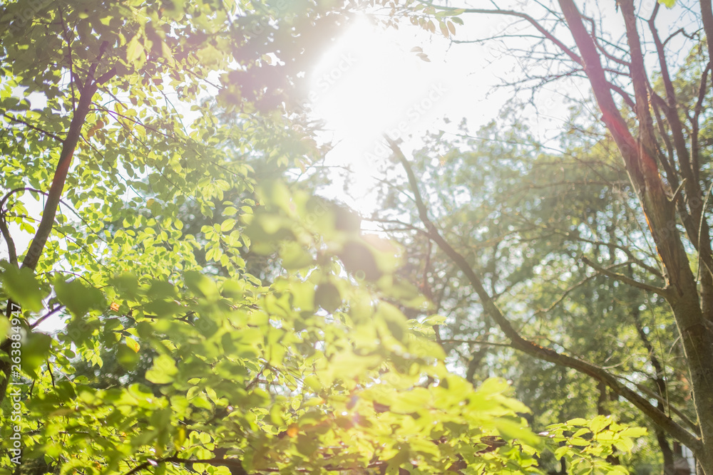 Fototapeta premium Gegenlicht in grünen Blättern