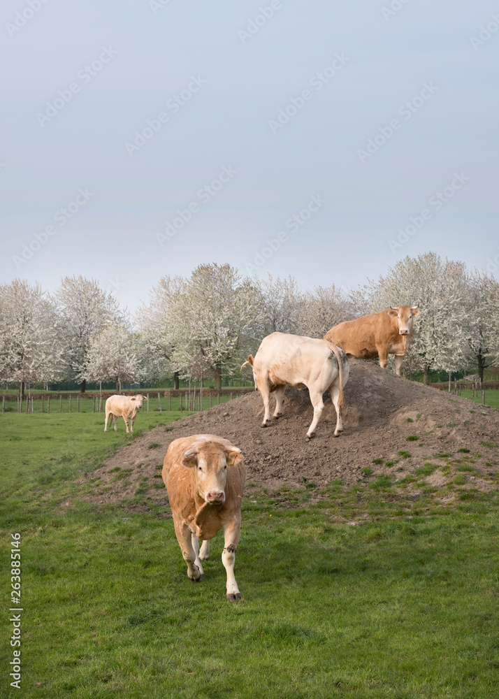 Obraz premium blonde d'aquitaine cows in spring landscape with blossoming trees near utrecht in holland