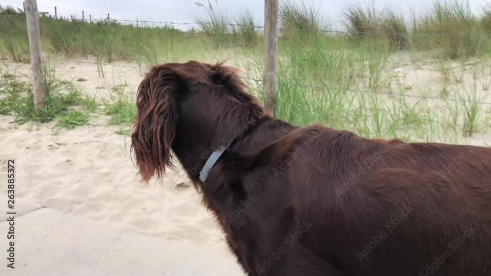 A dog walking towards the sea in the Netherlands