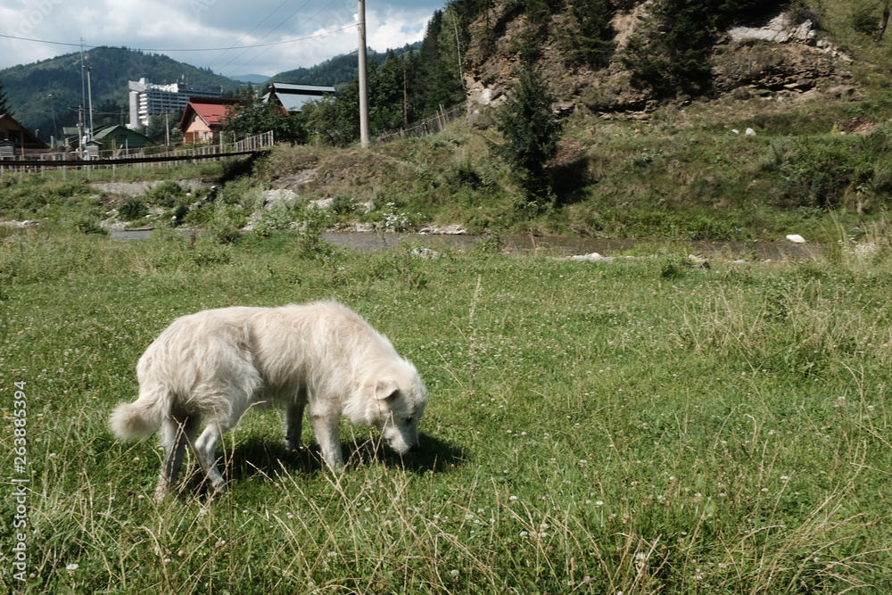 Obraz premium Stray - Streetdog - Rescue - Homeless