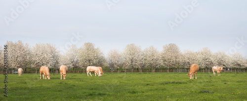 blonde d'aquitaine cows in spring landscape with blossoming trees near utrecht in holland