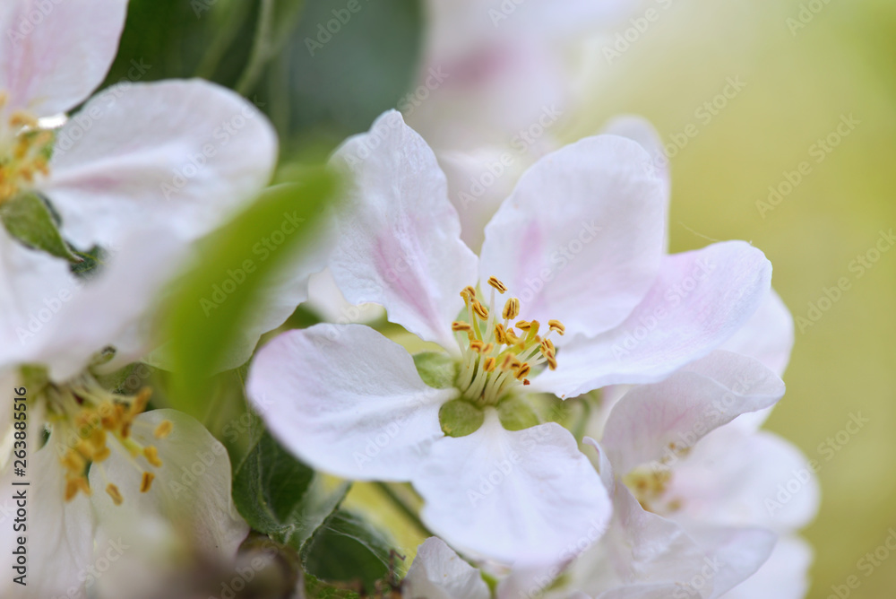 close on beautiful flower apple tree blooming in spring close on beautiful flower apple tree blooming in spring