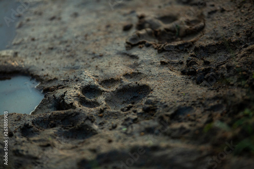 Lion cub track in the mud