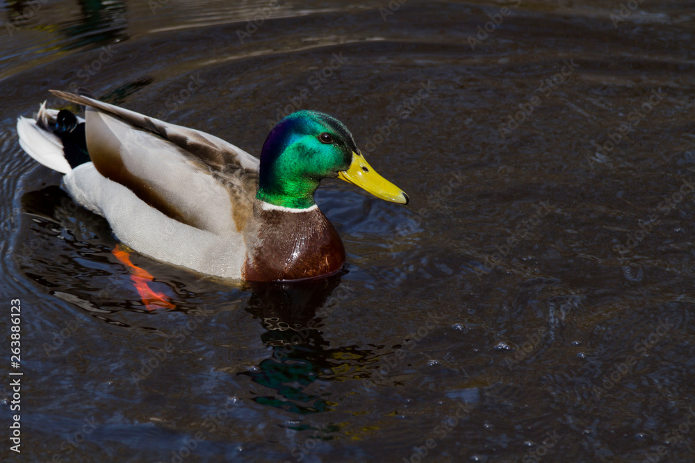Fototapeta premium duck floating in a river