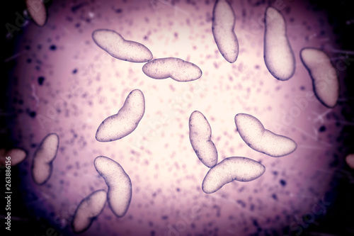 Porphyromonas gingivalis bacteria, 3D illustration photo
