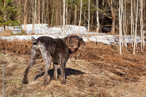 Dog breed Drathaar German Wirehaired pointer in early spring forest