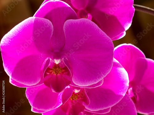  beautifully blossomed  Orchidaceae