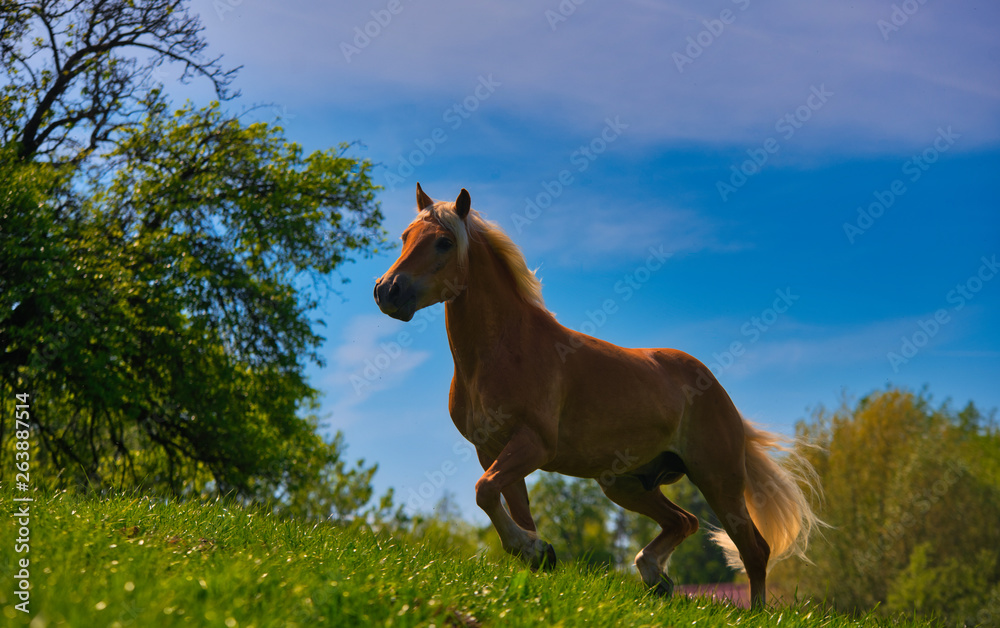 Schönes Pferd auf der Wiese Schönes Pferd auf der Wiese
