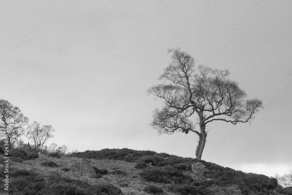 Scottish highlands: solitary tree Scottish highlands: solitary tree