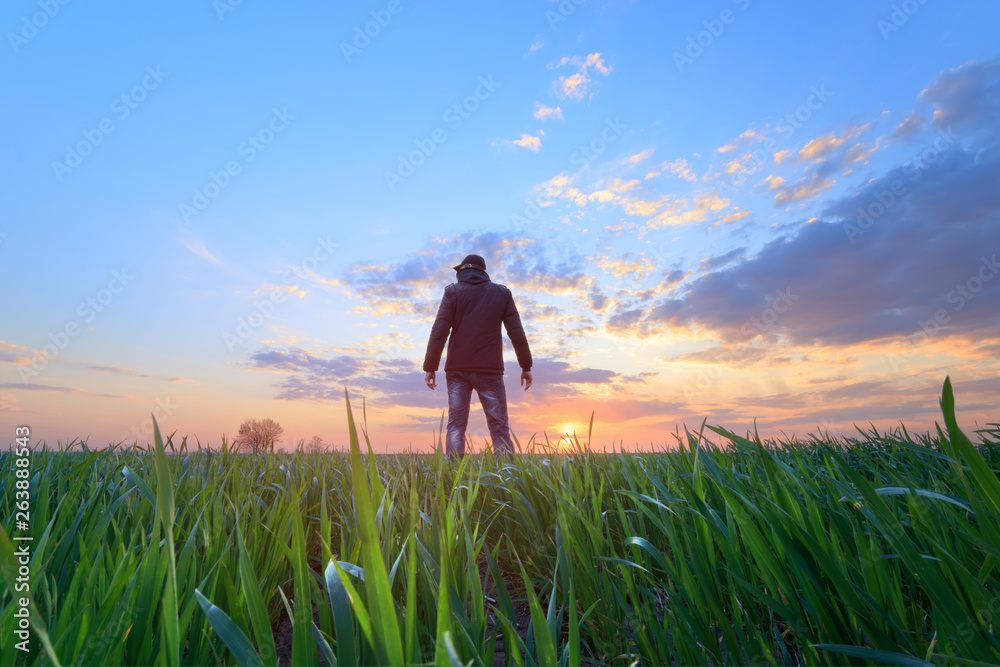 Fototapeta premium people wheat field sunset / landscape spring field agriculture of Ukraine