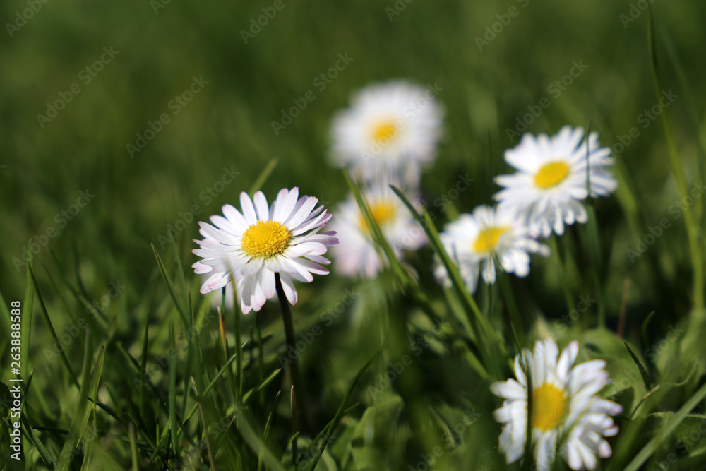 Spring daisy flowers in the green grass. White chamomile blooming on sunny meadow, medicinal herbs in spring season