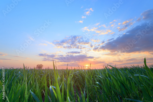 green wheat field   photo by countryside agriculture