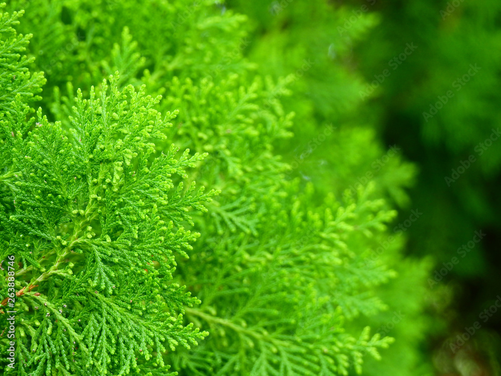 green leaf of pine tree ( Chimese Arborvitae ) in garden