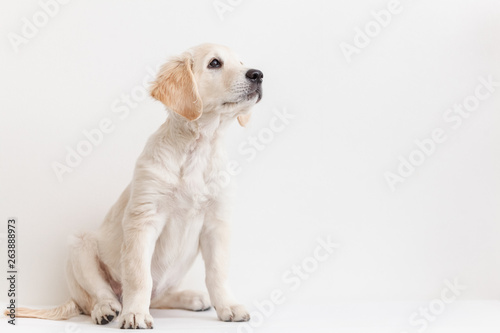 Golden Retriever puppy on a white background