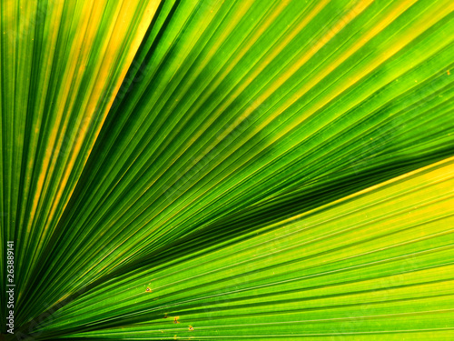 green palm leaf texture © srckomkrit