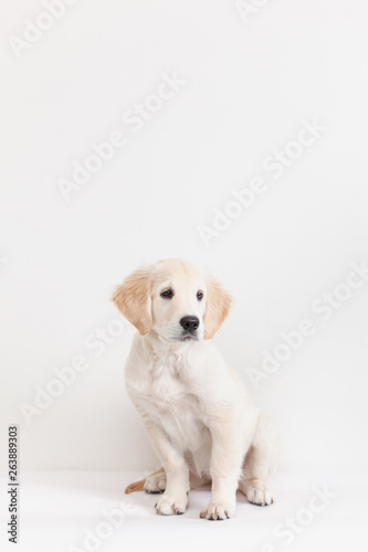 Golden retriever puppy isolated on white background in the loft