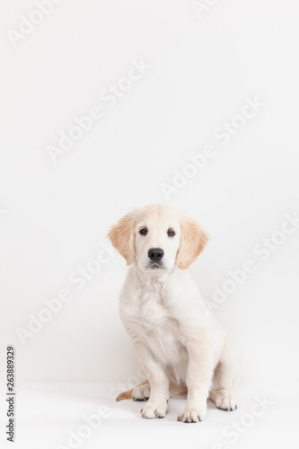  retriever puppy looking to camera on white background
