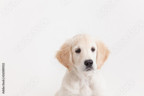 puppy isolated on white background in the studio close-up © finix_observer