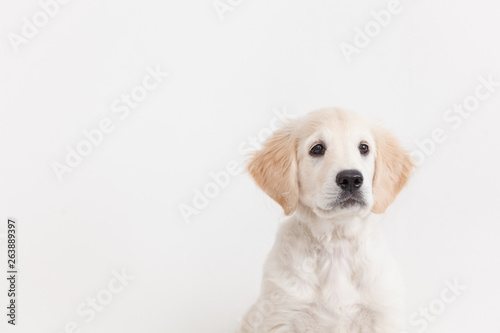 puppy isolated on white background close up