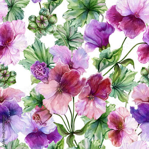 Beautiful regal pelargonium (geranium) flower with green leaves on white back...