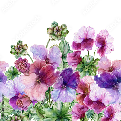 Beautiful regal pelargonium (geranium) flowers with green leaves on white bac...