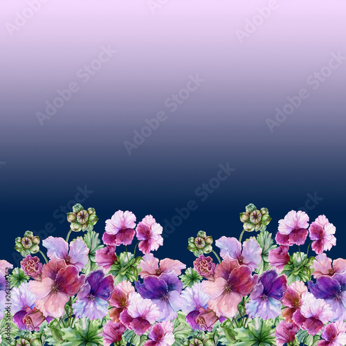 Beautiful regal pelargonium (geranium) flowers with green leaves on gradient ...