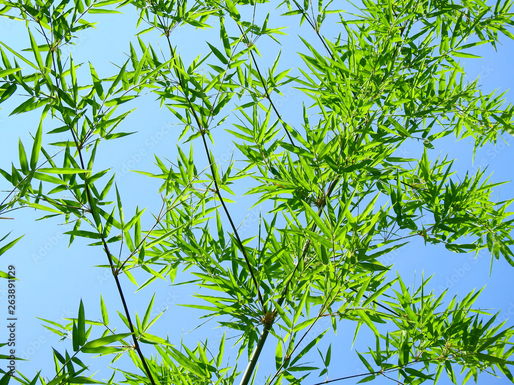 Naklejka premium green bamboo leaf against blue sky