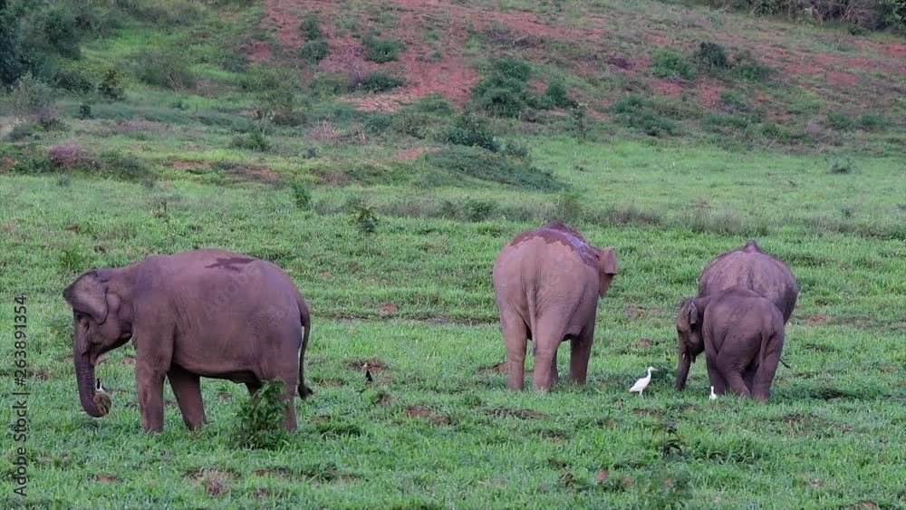 The Asiatic Elephants are endangered species and they are also residents of Thailand; at the national parks they are well protected and that can be seen at the right timing during the day and season. The Asiatic Elephants are endangered species and they are also residents of Thailand; at the national parks they are well protected and that can be seen at the right timing during the day and season.