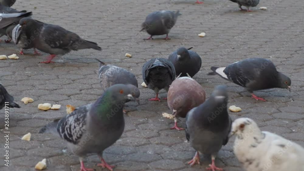 Pigeons walking and flying on main square in city of Zagreb, Croatia. Pigeons walking and flying on main square in city of Zagreb, Croatia.