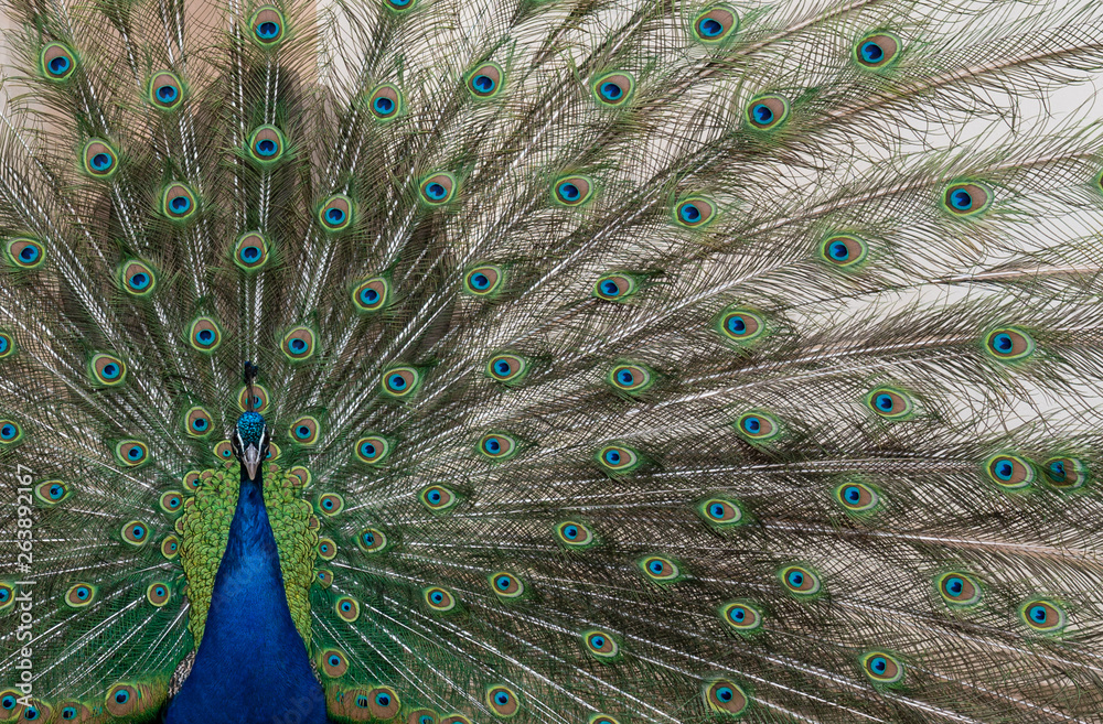 Naklejka premium pfau