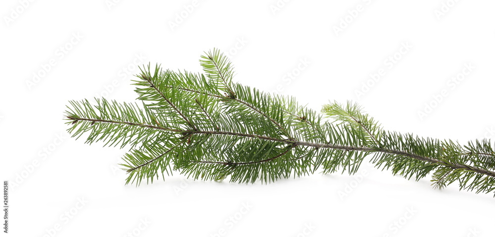 Pine branch isolated on white background Pine branch isolated on white background