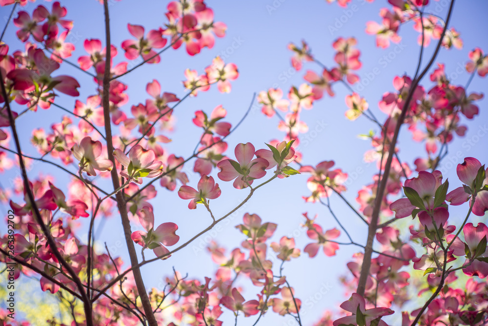 Pink dogwood flowers blooming in the Spring