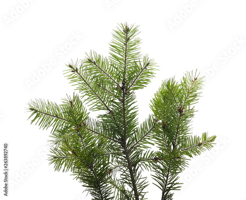 Pine branch isolated on white background with clipping path