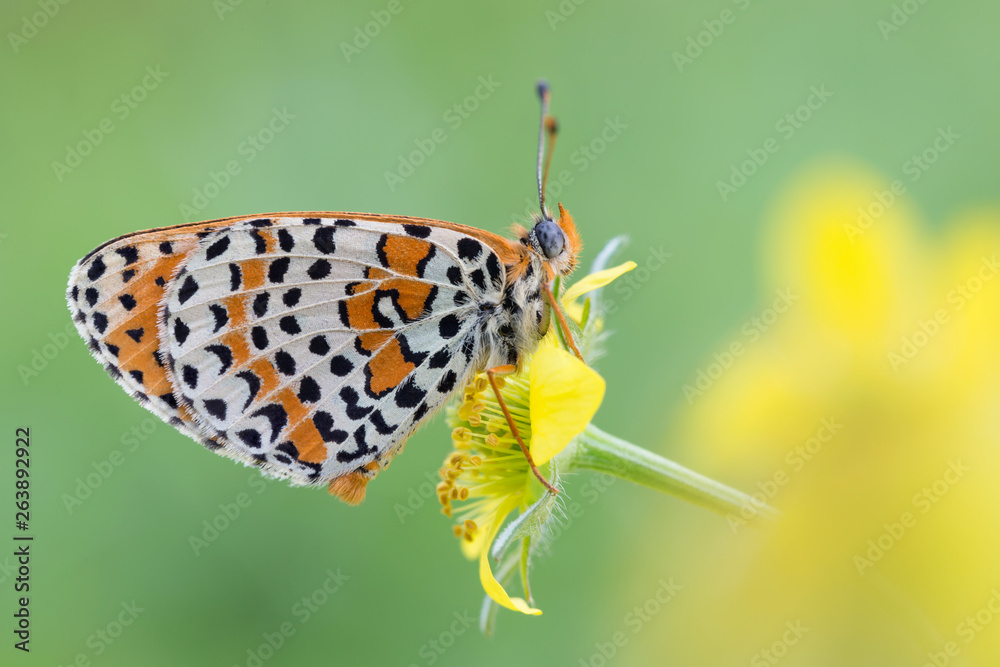 Obraz premium Farfalla sul fiore (Melitaea didyma)