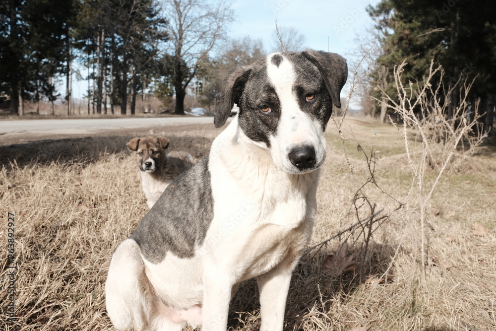 Stray - Streetdog - Rescue - Homeless Stray - Streetdog - Rescue - Homeless