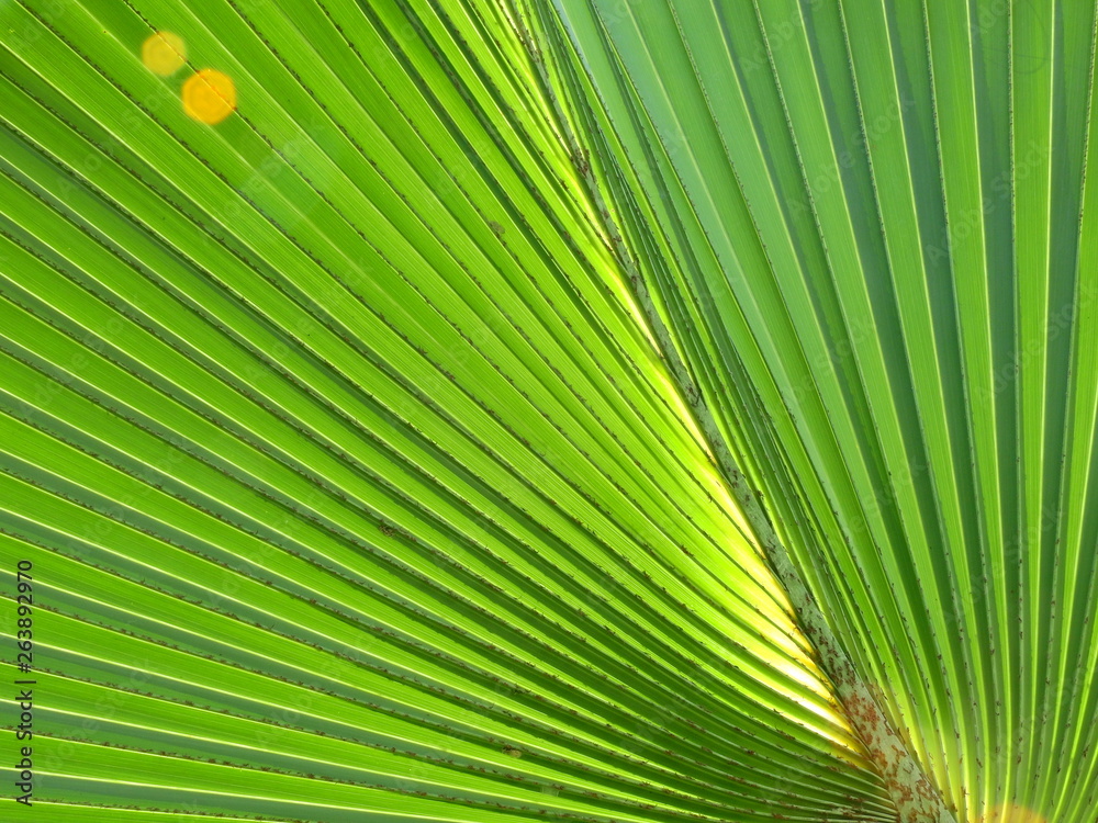 Obraz premium green palm leaf texture