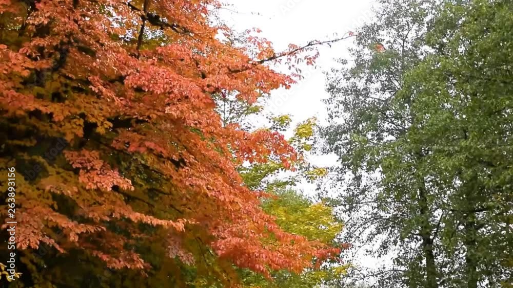 in the middle of autumn , forest is going to be colorful in the middle of autumn , forest is going to be colorful