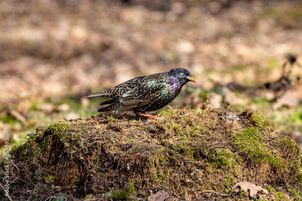  starling on a rotten stump is looking for food