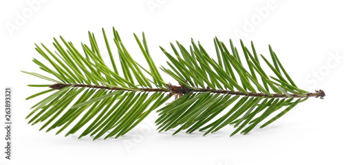 Pine branch isolated on white background photo