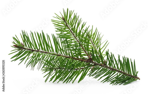 Obraz na plátně Pine branch isolated on white background