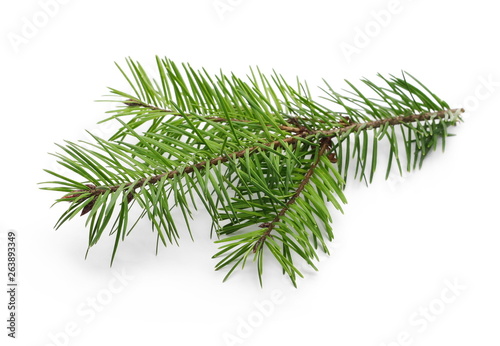 Pine branch isolated on white background photo
