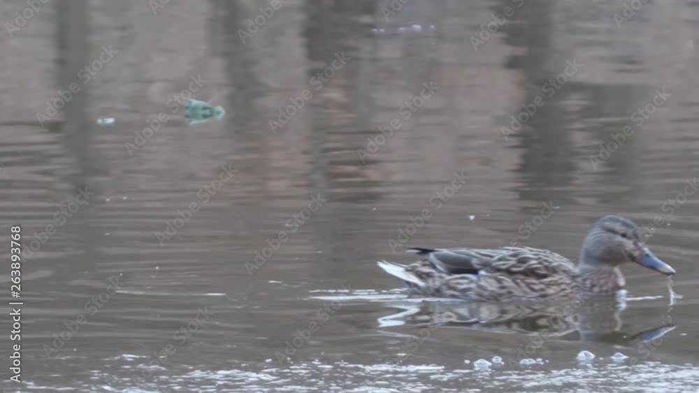 Ducks and other birds enjoying their time on a lake in park Maksimir in Zagreb city, Croatia. Ducks and other birds enjoying their time on a lake in park Maksimir in Zagreb city, Croatia.
