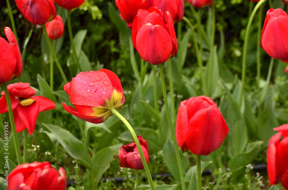 red tulips in the garden red tulips in the garden