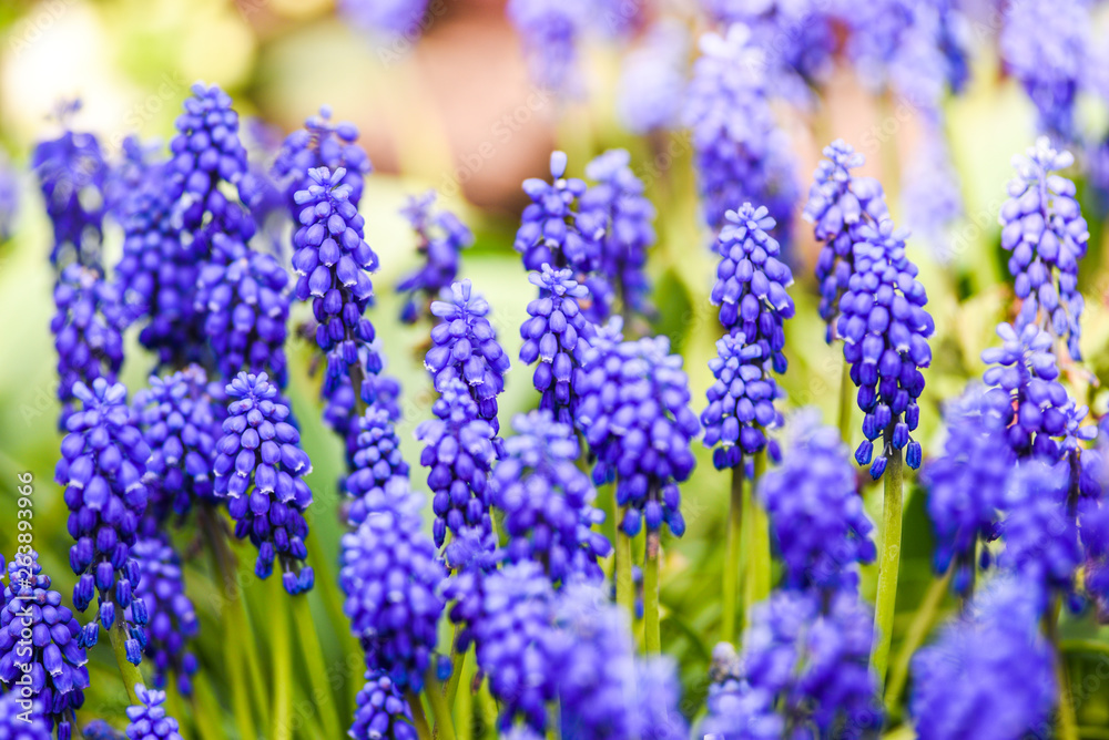 Fototapeta premium Blooming spring purple muscari flowers.