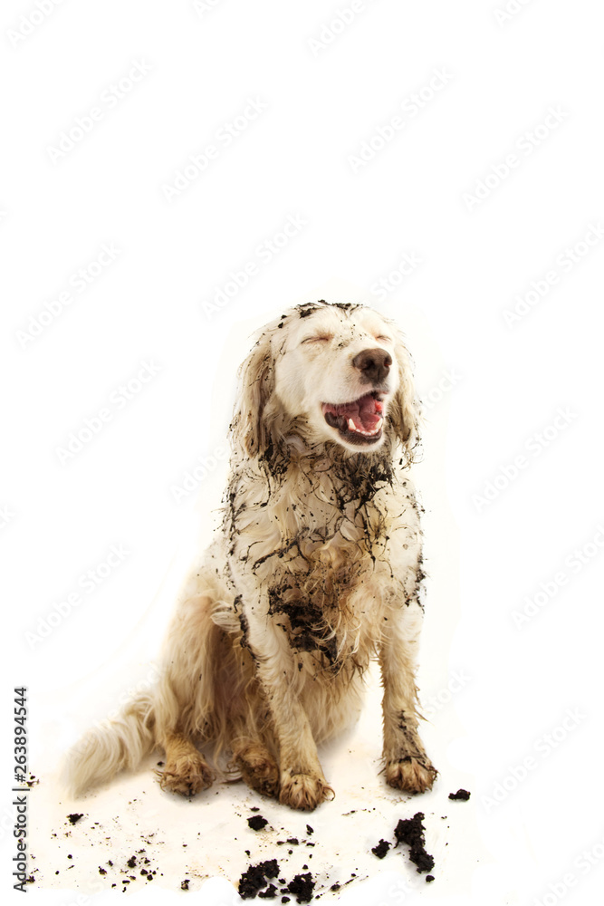 HAPPY DIRTY DOG. FUNNY MUDDY PUPPY  MAKING A FACE AFTER PLAY INA MUD PUDDLE. ISOLATED STUDIO SHOT AGAINST WHITE BACKGROUND.