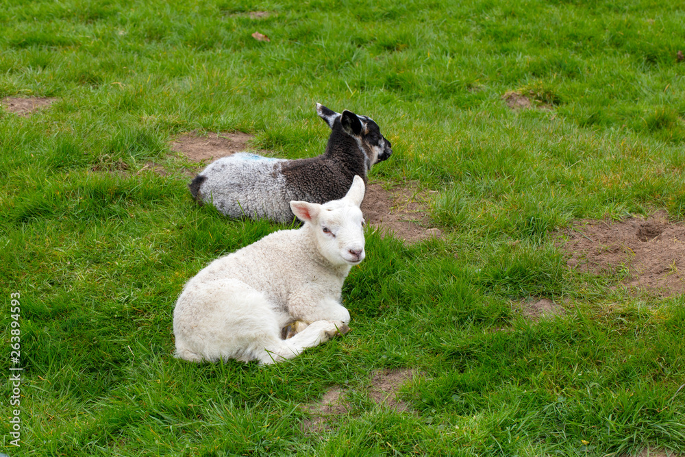 Fototapeta premium Lambs lying in grass, spring new born